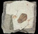 Bargain, Colpocoryphe? Trilobite - Zagora, Morocco #47344-1